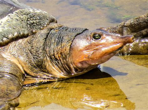 珍珠鱉|珍珠鱉 Florida Softshell turtle